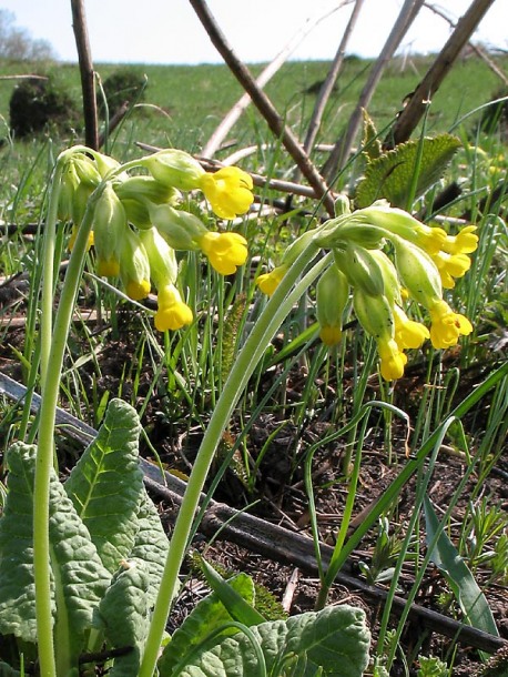 Image of Primula veris specimen.