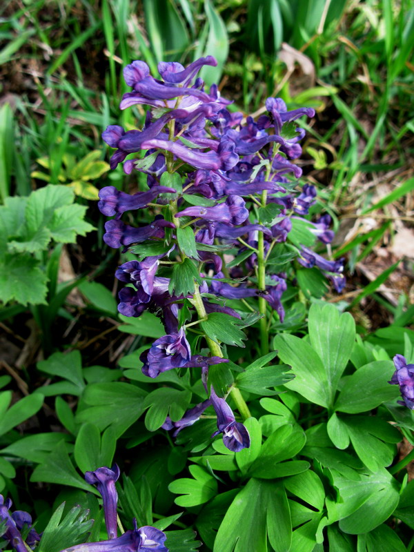 Image of Corydalis lacrimuli-cuculi specimen.