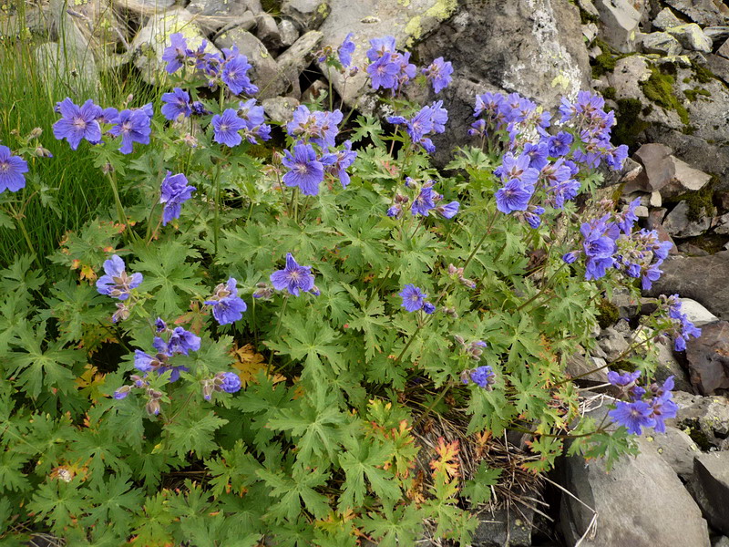 Image of Geranium gymnocaulon specimen.