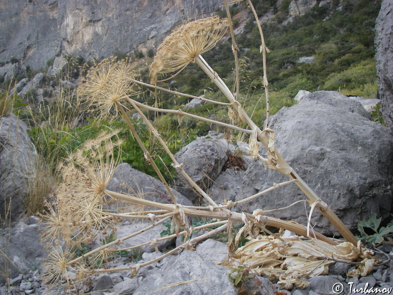 Image of Heracleum stevenii specimen.