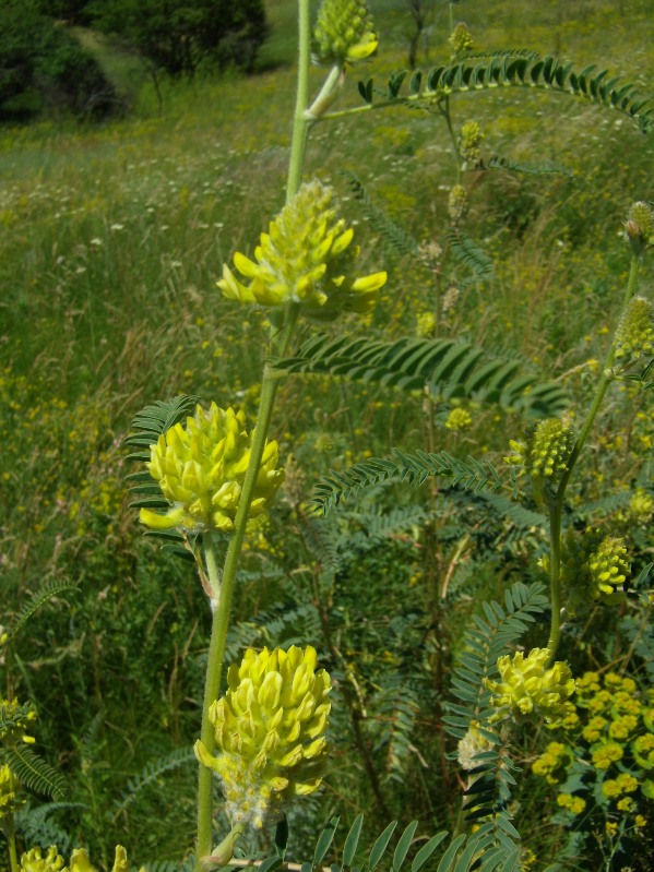 Изображение особи Astragalus ponticus.