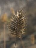 Agropyron pinifolium