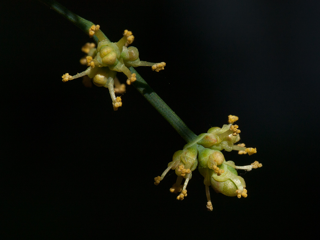 Image of Ephedra foeminea specimen.