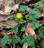 Ranunculus grandiflorus