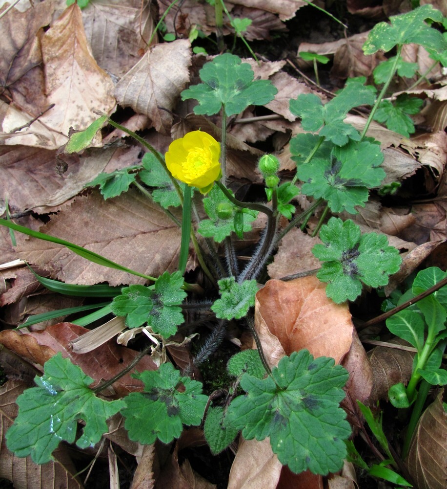 Image of Ranunculus grandiflorus specimen.