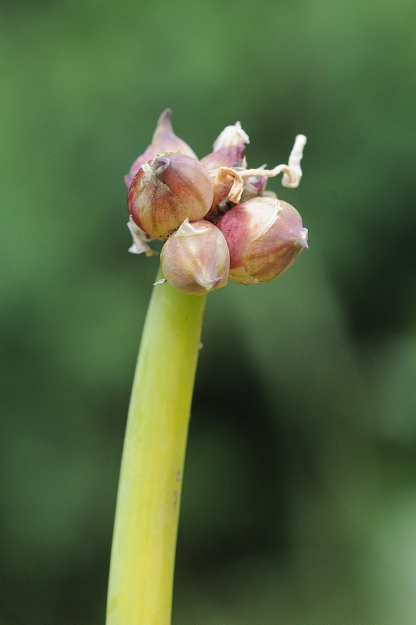 Image of Allium × proliferum specimen.