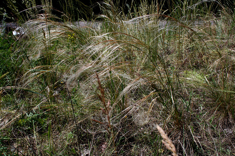 Image of Stipa anomala specimen.