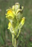 Linaria macroura