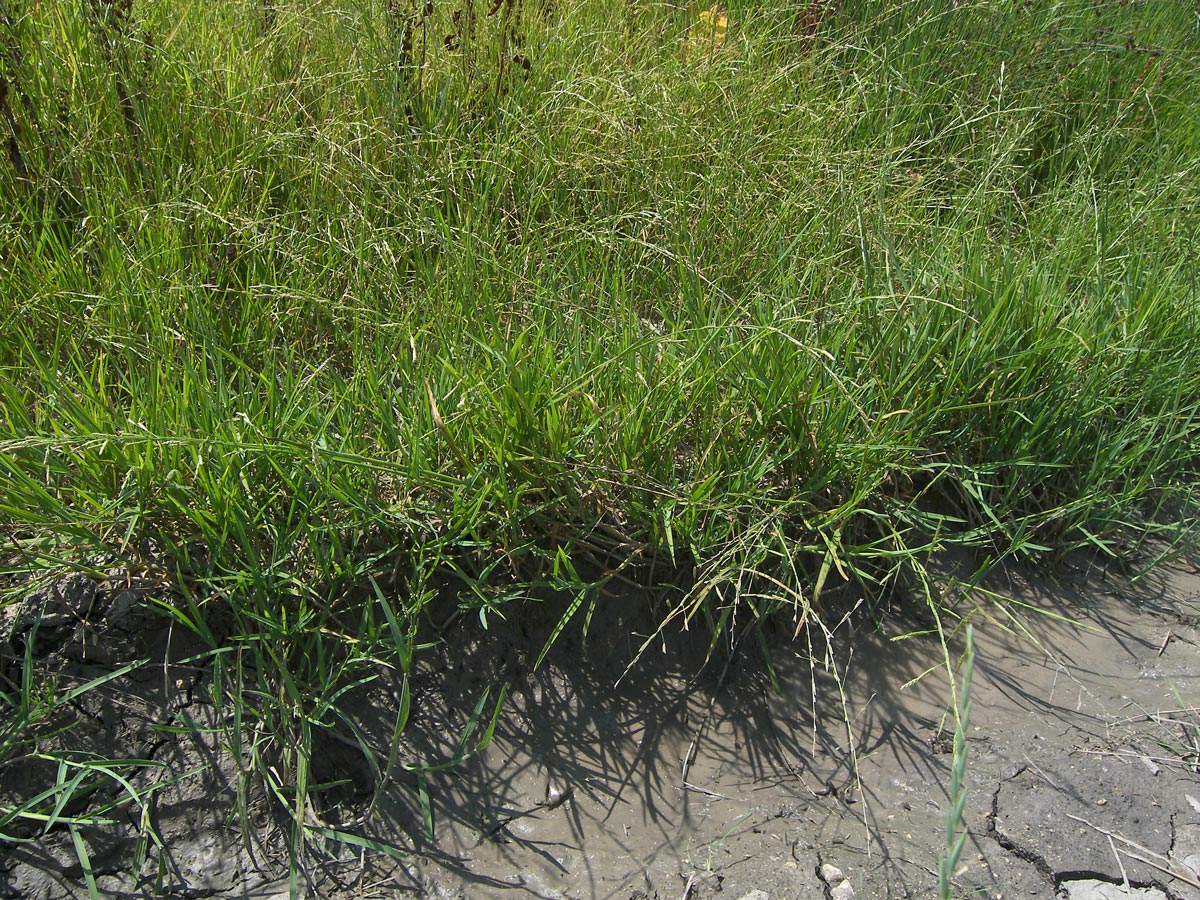 Image of Glyceria notata specimen.