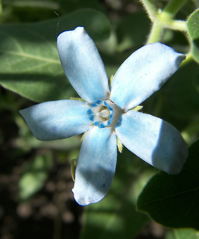 Изображение особи Oxypetalum coeruleum.