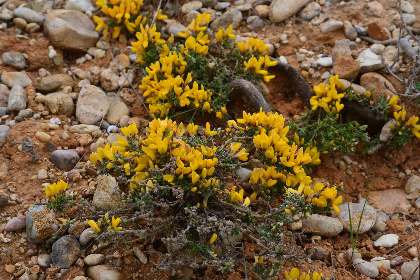 Image of genus Genista specimen.