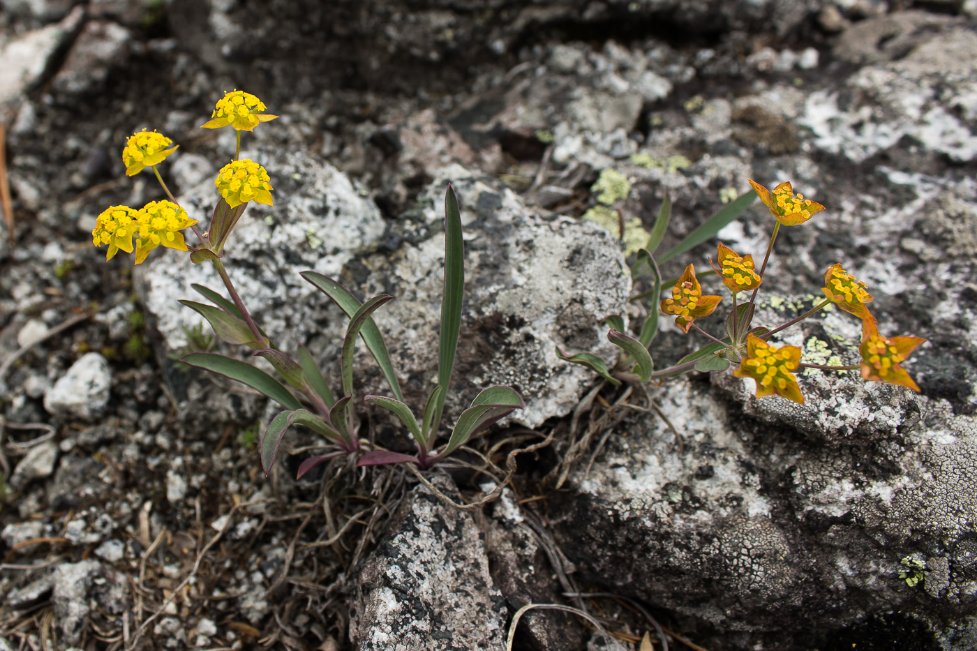 Image of Bupleurum multinerve specimen.