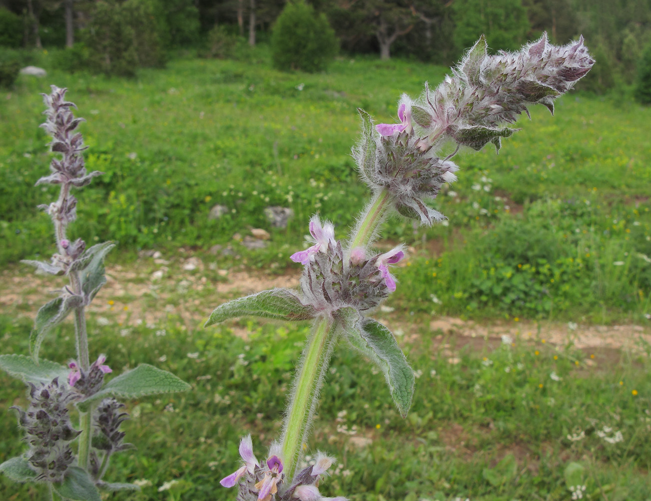 Изображение особи Stachys balansae.