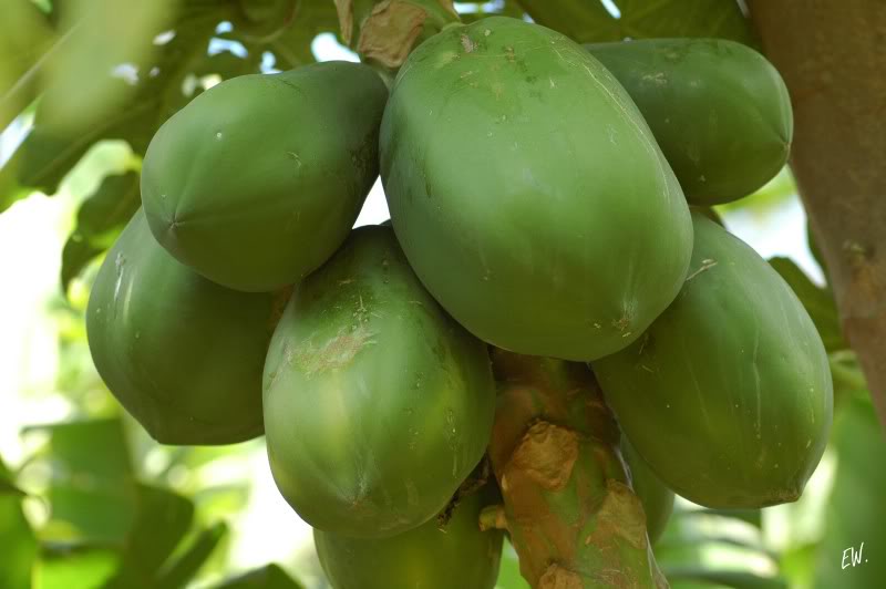 Image of Carica papaya specimen.