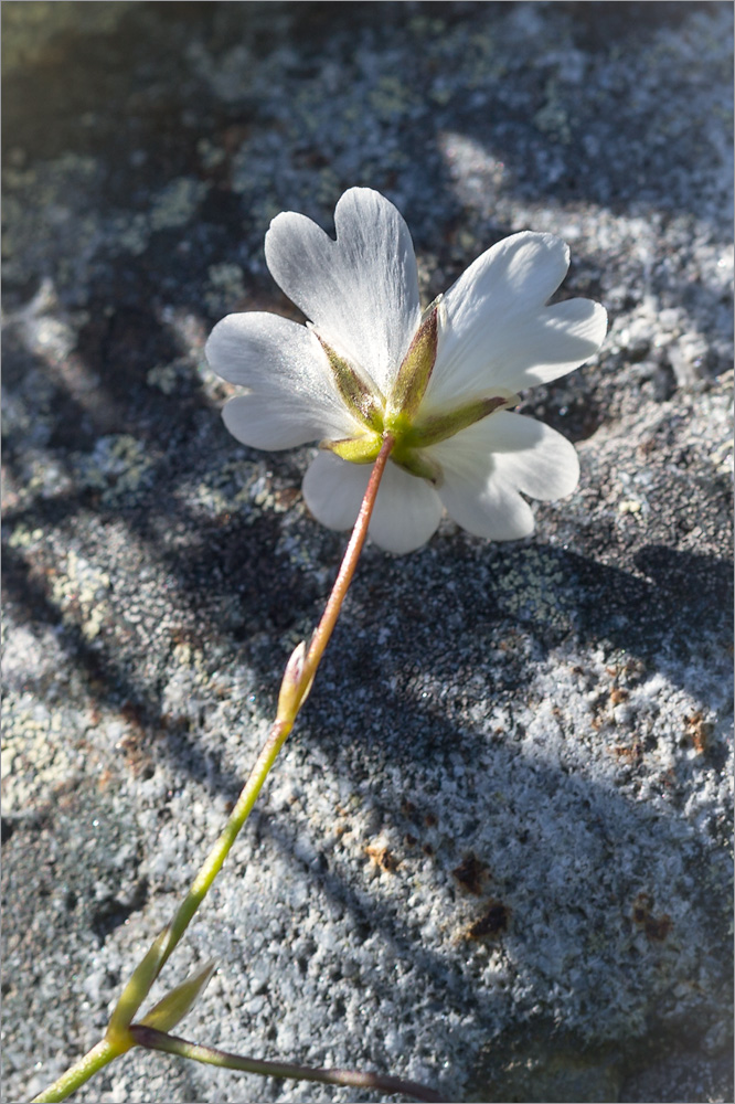 Изображение особи Cerastium glabratum.