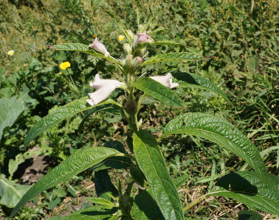 Image of Sesamum indicum specimen.