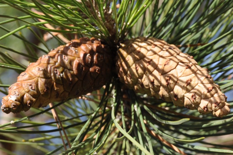 Изображение особи Pinus pallasiana.