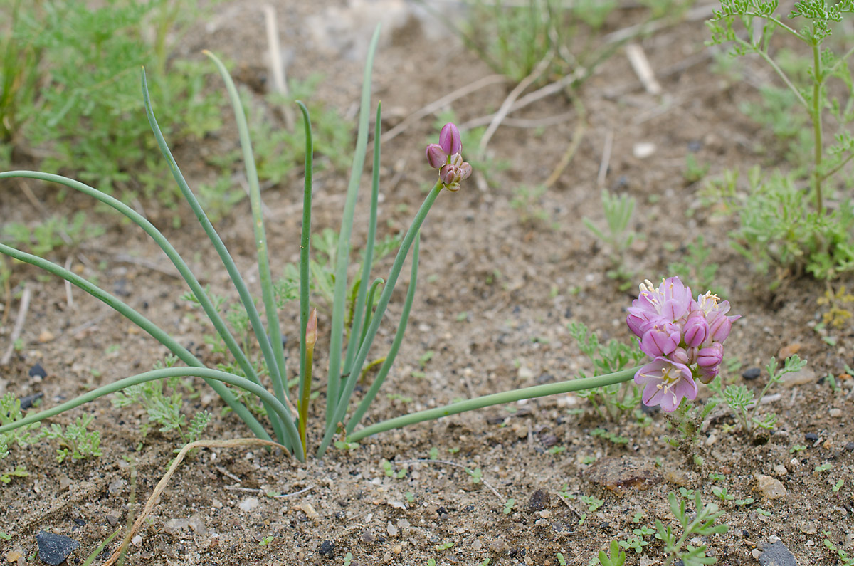 Image of Allium mongolicum specimen.