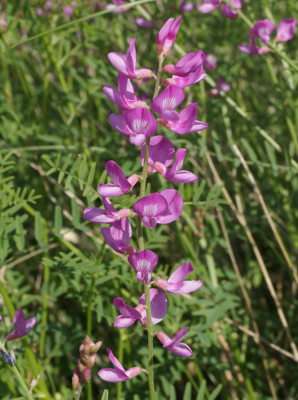 Изображение особи Astragalus macropterus.