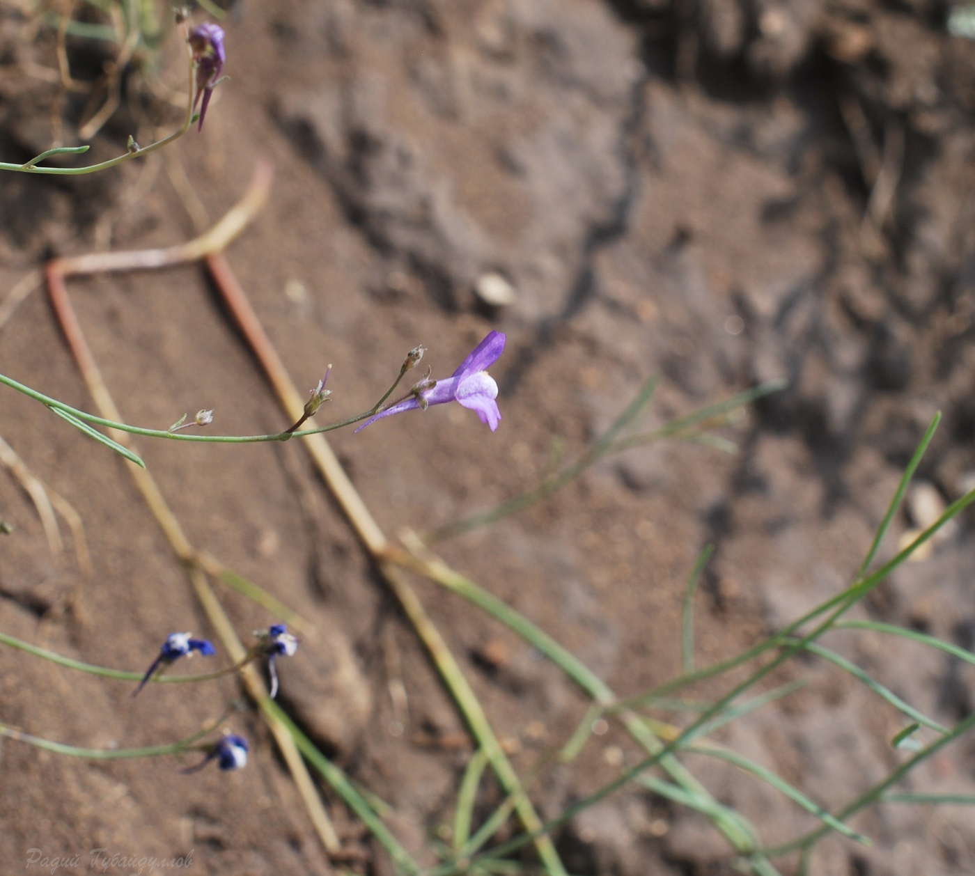 Изображение особи Linaria volgensis.