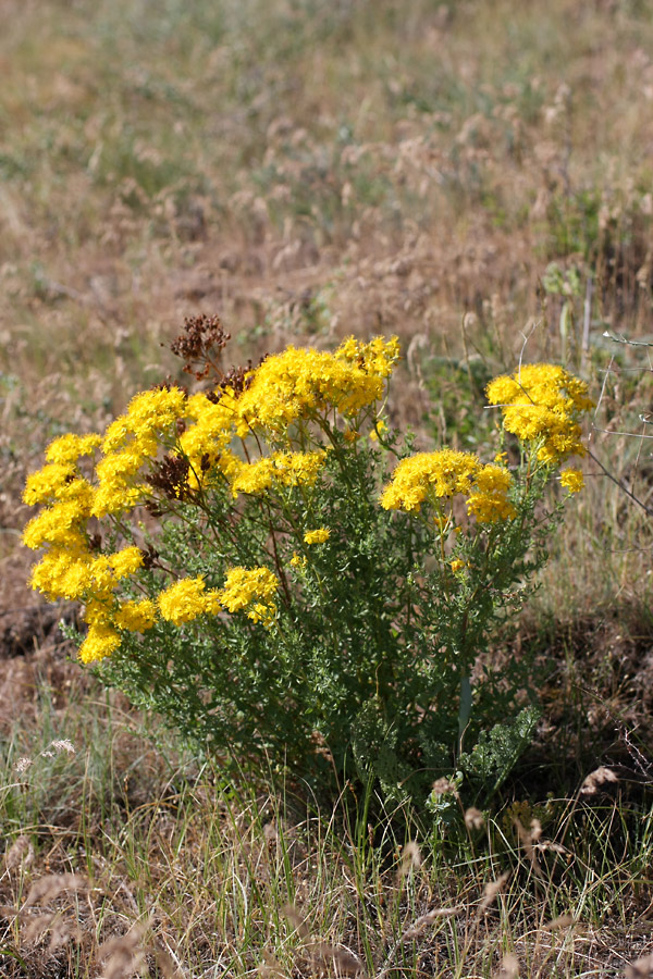 Изображение особи Hypericum scabrum.