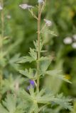 Delphinium flexuosum. Часть побега. Адыгея, Майкопский р-н, плато Лаго-Наки, хр. Каменное Море, субальпийский луг. 19.07.2015.