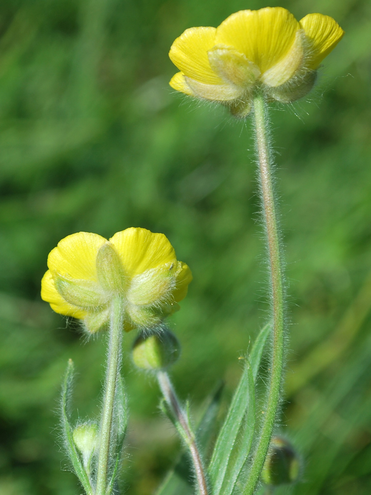 Image of Ranunculus paucidentatus specimen.