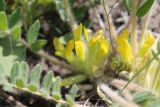 Astragalus pubiflorus. Цветки. Украина, Днепропетровская обл., Криворожский р-н, окр. с. Широкое, склон балки, степь. 17.05.2015.