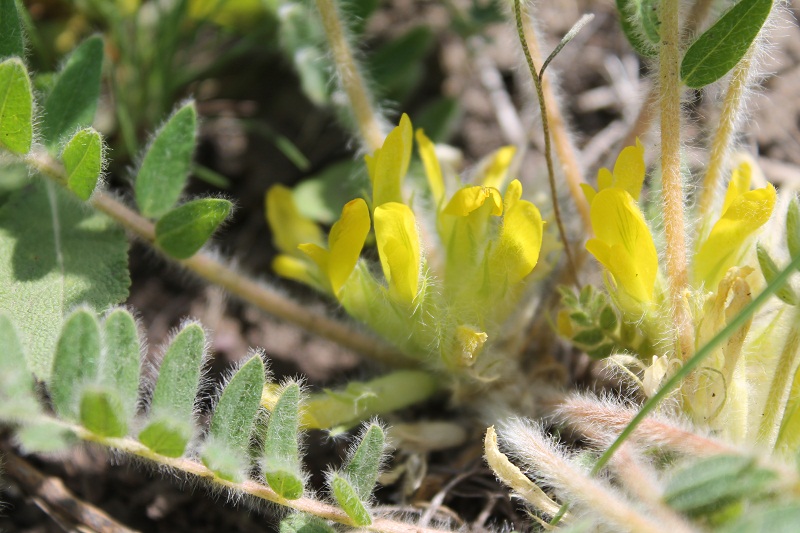 Изображение особи Astragalus pubiflorus.