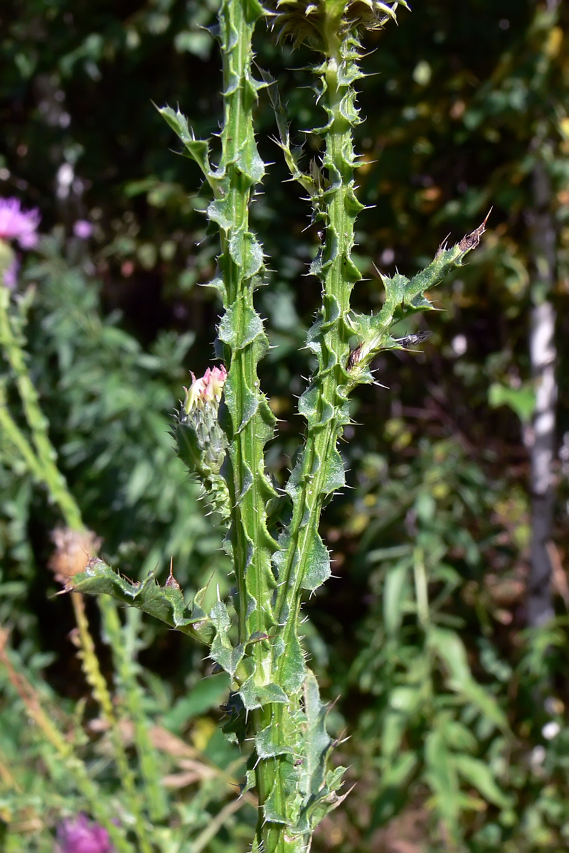 Image of Carduus acanthoides specimen.