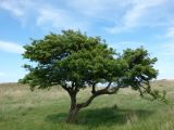 род Crataegus