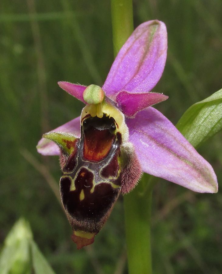 Image of Ophrys oestrifera specimen.