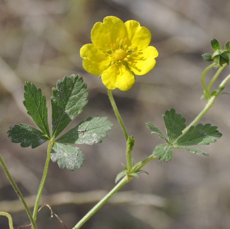 Image of genus Potentilla specimen.