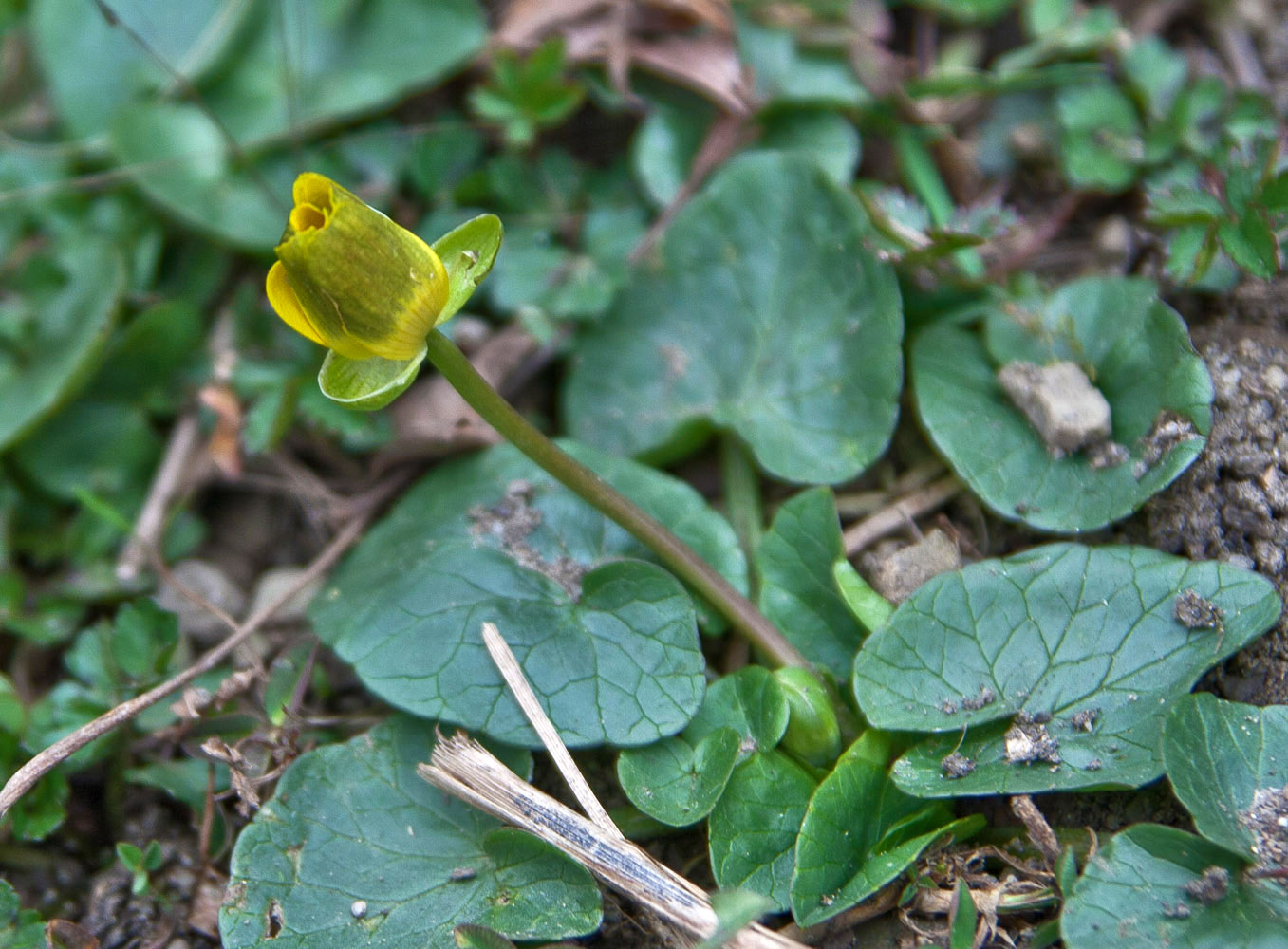 Image of Ficaria calthifolia specimen.