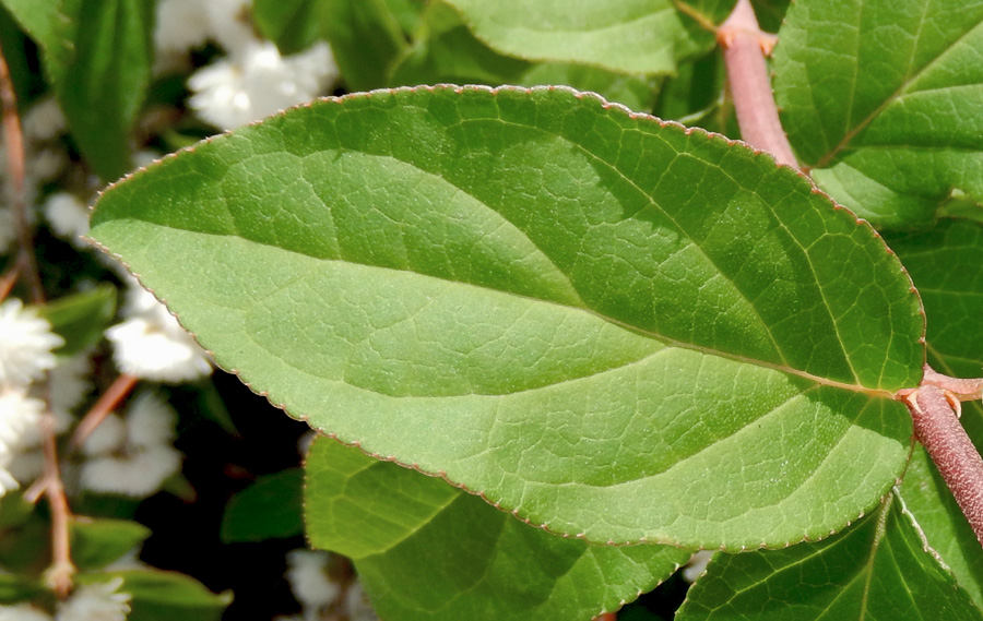 Image of Deutzia scabra var. candidissima specimen.