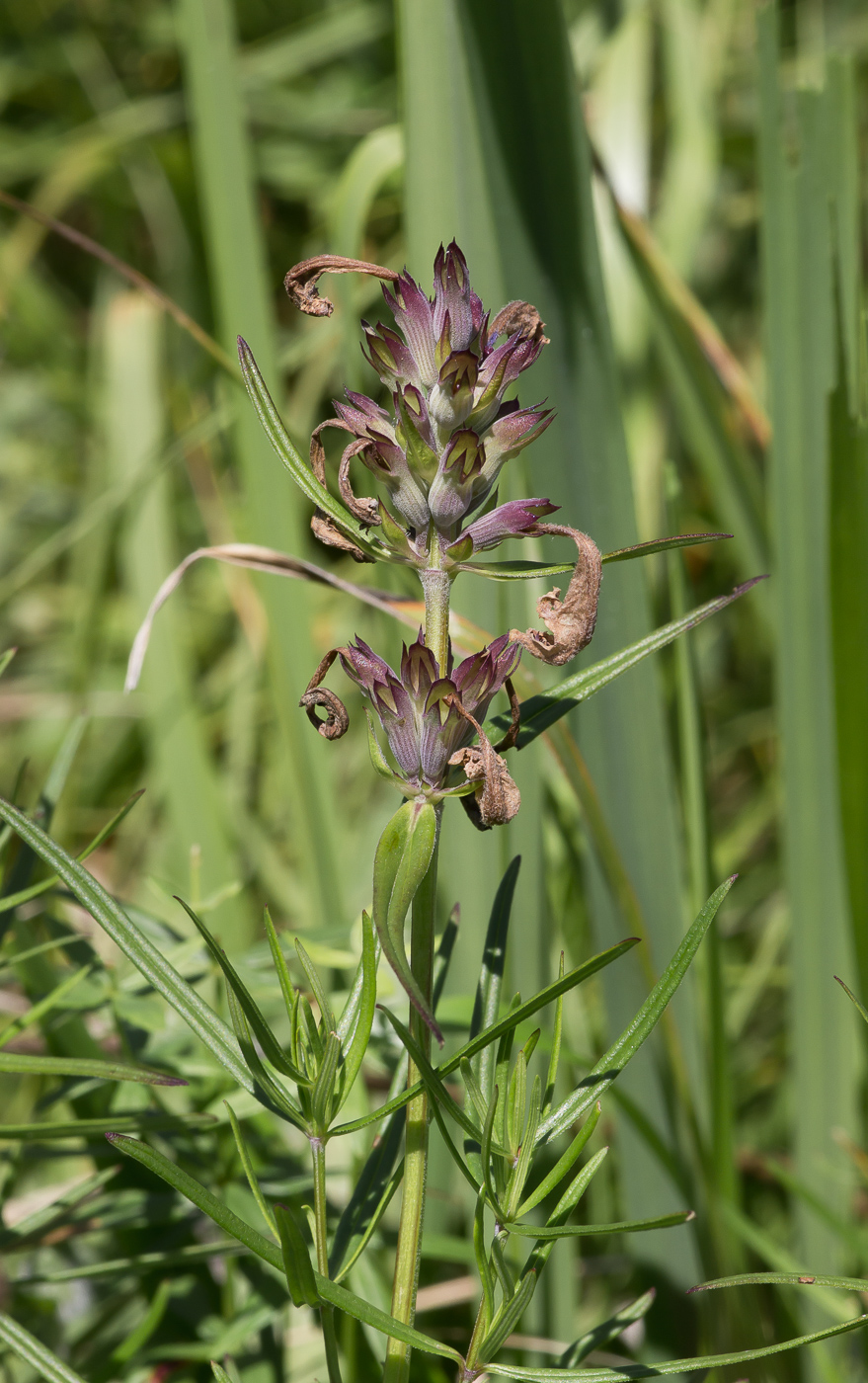 Image of Dracocephalum ruyschiana specimen.