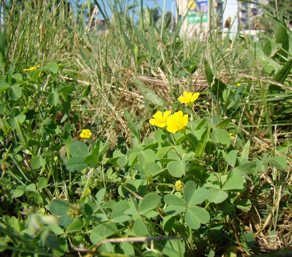 Изображение особи Oxalis stricta.