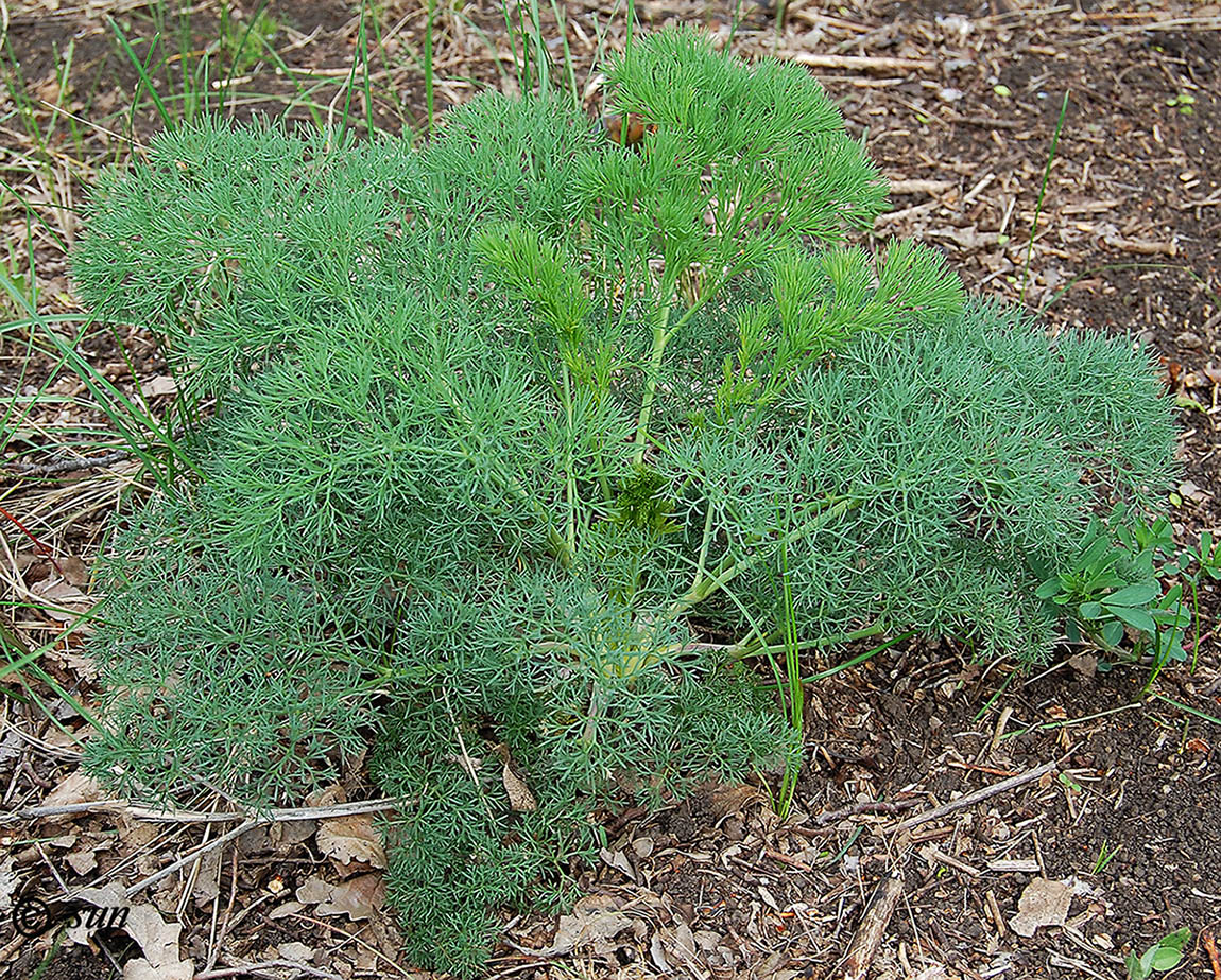 Image of Seseli arenarium specimen.