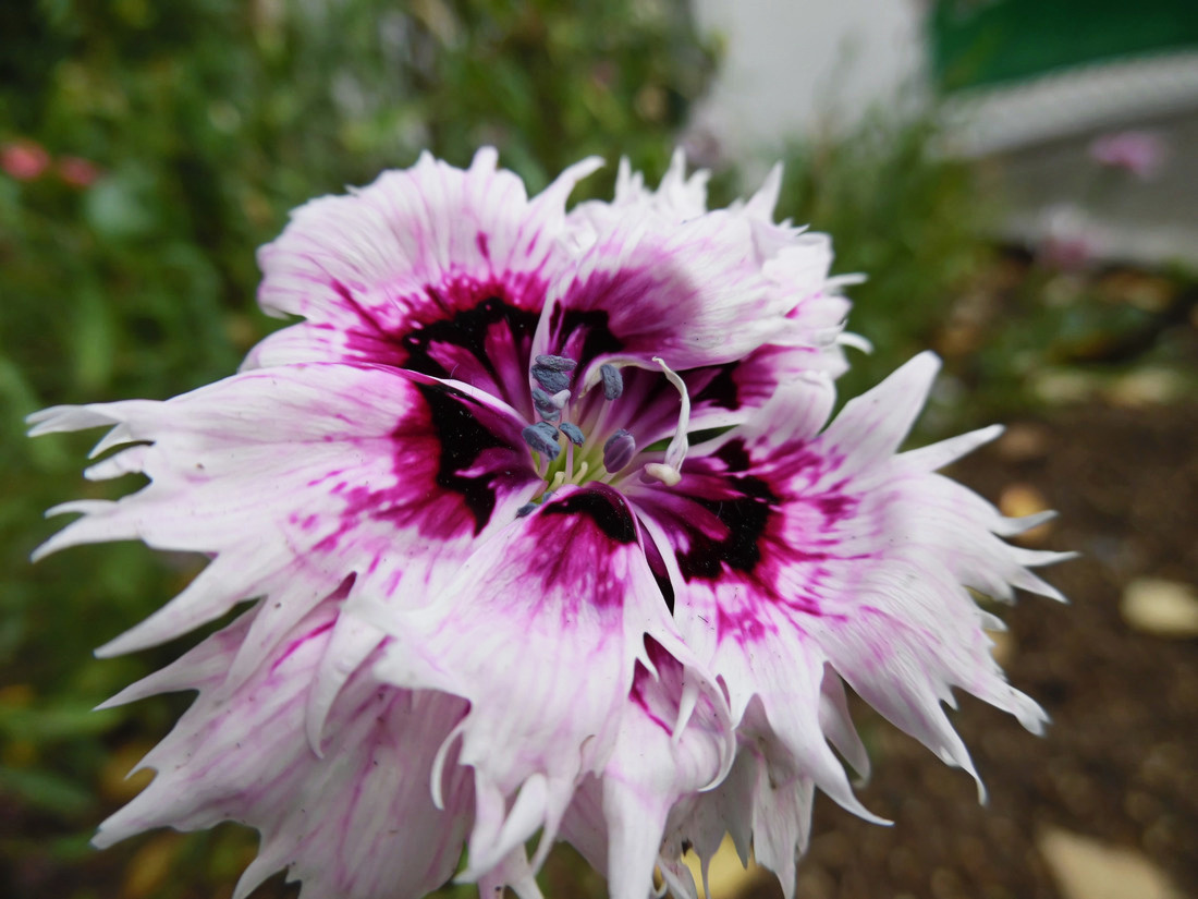 Image of Dianthus chinensis specimen.