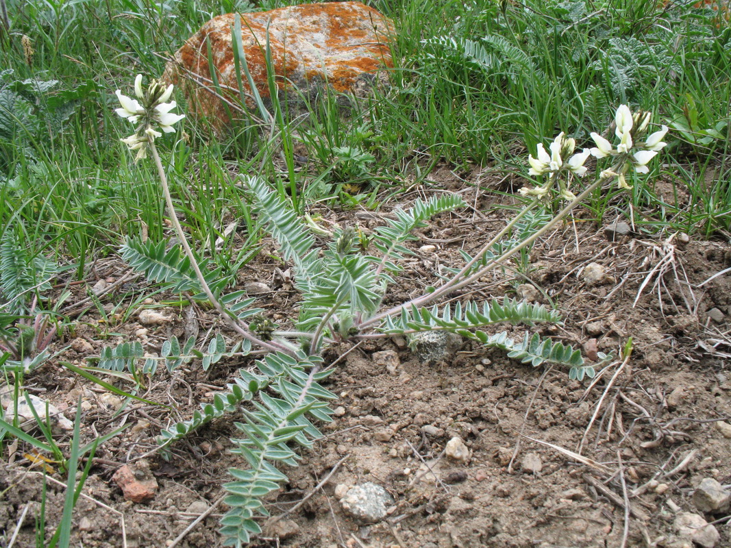 Изображение особи Oxytropis ochroleuca.