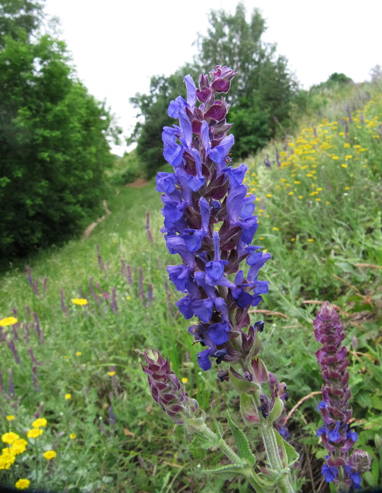 Image of Salvia tesquicola specimen.