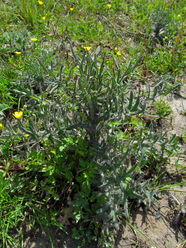 Изображение особи род Cirsium.