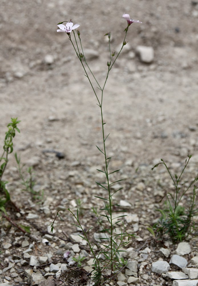 Image of Linum tenuifolium specimen.