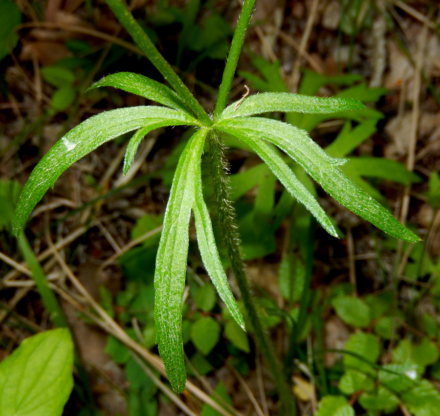 Изображение особи Ranunculus meyerianus.