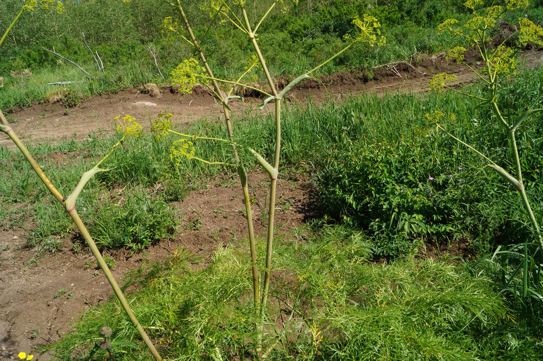 Image of Ferula songarica specimen.