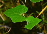 Coccinia grandis