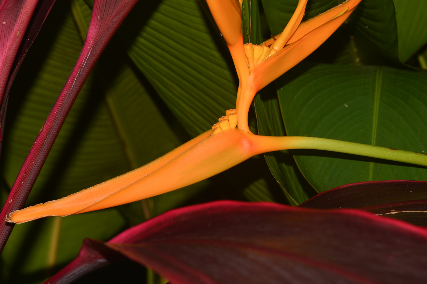 Image of Heliconia angusta specimen.