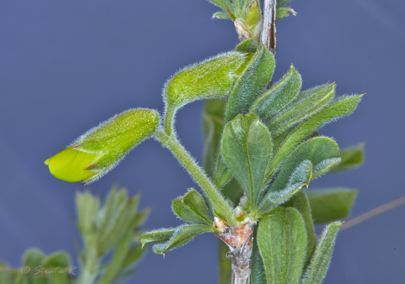 Image of Caragana mollis specimen.