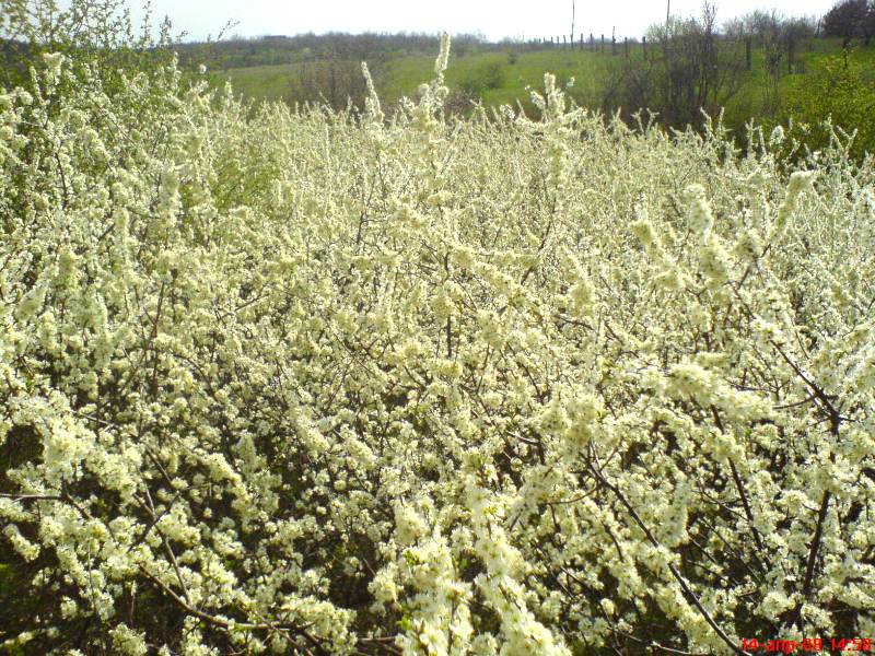 Image of Prunus stepposa specimen.