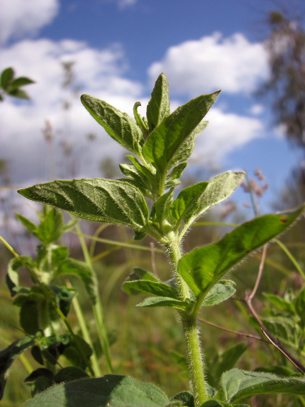 Image of Origanum vulgare specimen.